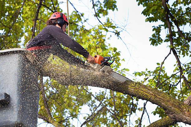 How Our Tree Care Process Works  in  Salem, WV